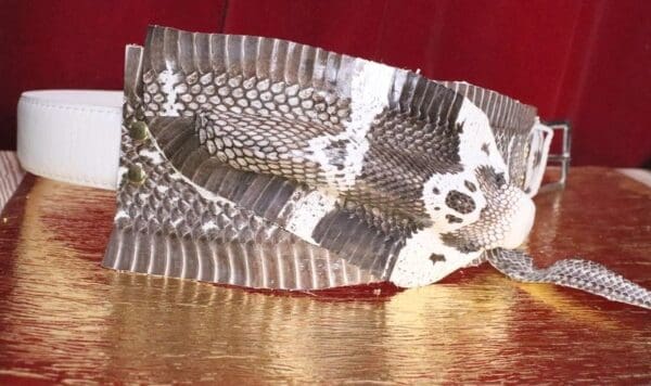 A fish is swimming in the water.