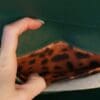 A hand is holding an object in front of the camera.
