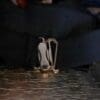 A penguin is standing on the ground in water.